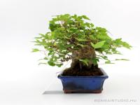 Acer buergerianum - Háromerű juhar shohin bonsai 02.