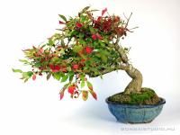 Euonymus alatus - Szárnyas kecskerágó bonsai