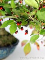 Euonymus alatus - Szárnyas kecskerágó bonsai}
