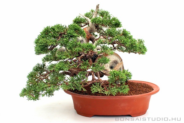 marczika bonsai studio webshop &eacute;s bonsai v&aacute;s&aacute;rl&aacute;s &eacute;s rendel&eacute;s